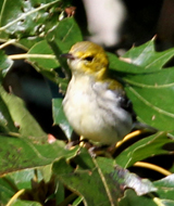 Black-throated Green Warbler first fall